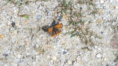 Lycaena phlaeas hypophlaeas