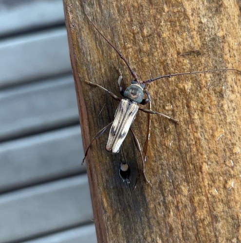 Xystrocera interrupta