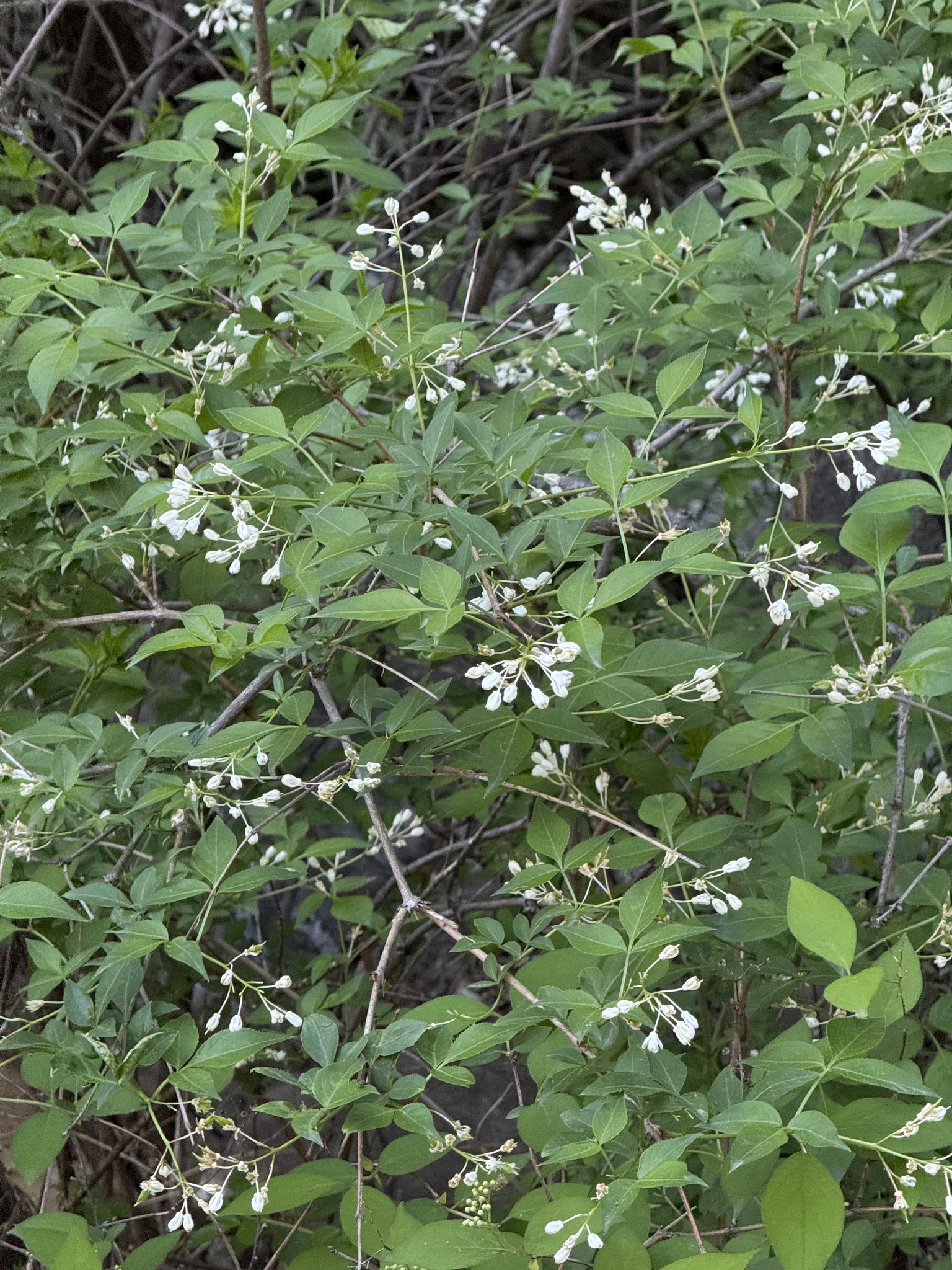 Bumald's Bladdernut (Staphylea bumalda)