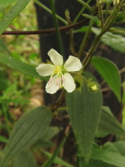 Chaetogastra ciliaris
