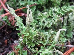 Cladonia scabriuscula