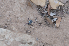 Stenocara gracilipes