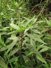 Hygrophila costata