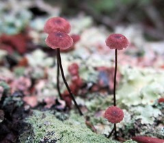 Marasmius pulcherripes