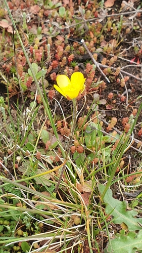 Ranunculus nigrescens, photograph 3