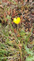Ranunculus nigrescens, photograph (c) Martiño Cabana Otero, some rights reserved (CC BY)