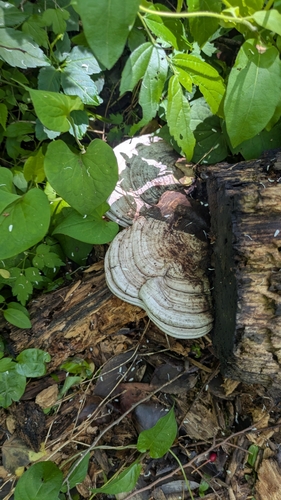 Ganoderma applanatum