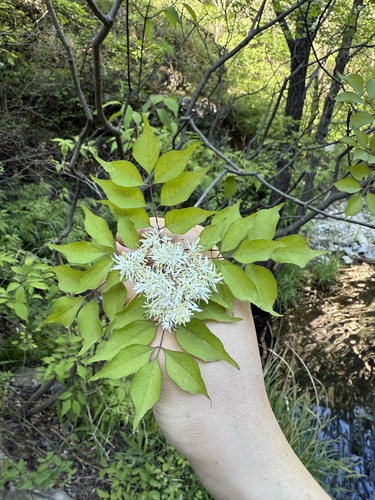 Fraxinus bungeana, photograph 2