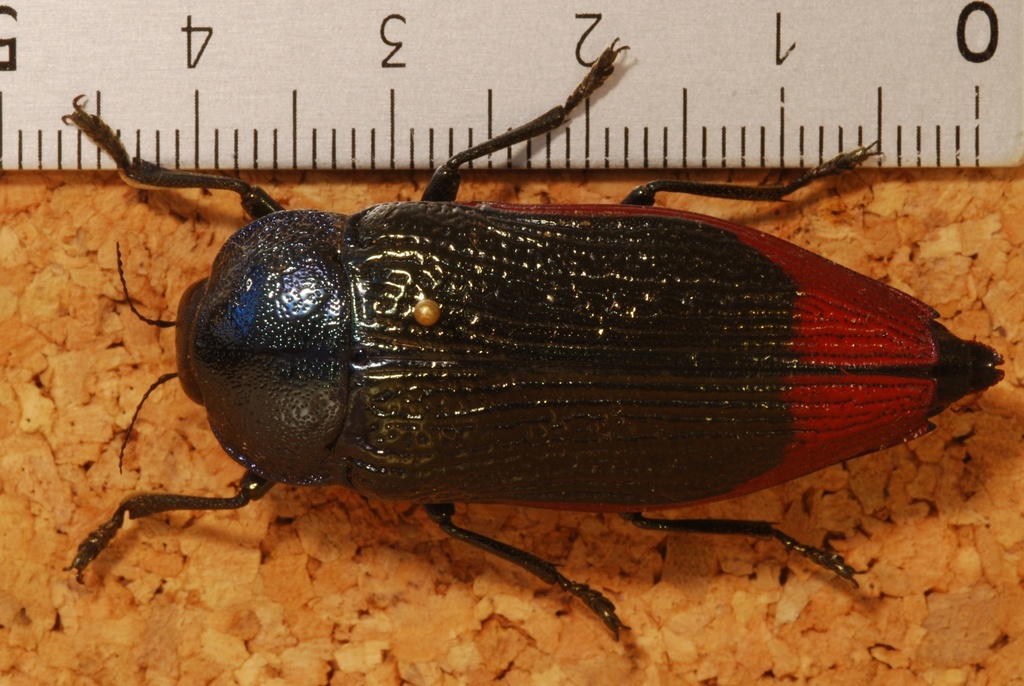 Temognatha bonvouloirii