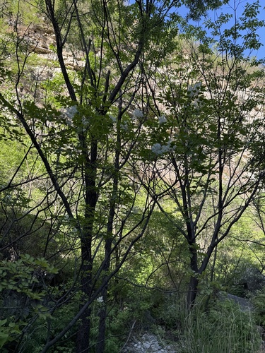 Fraxinus bungeana, photograph 3