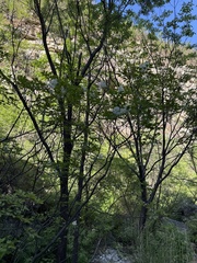 Fraxinus bungeana, photograph (c) Jane Charlen, some rights reserved (CC BY)