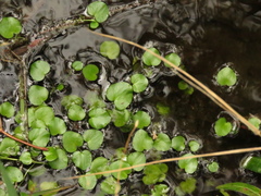 Ranunculus flagelliformis