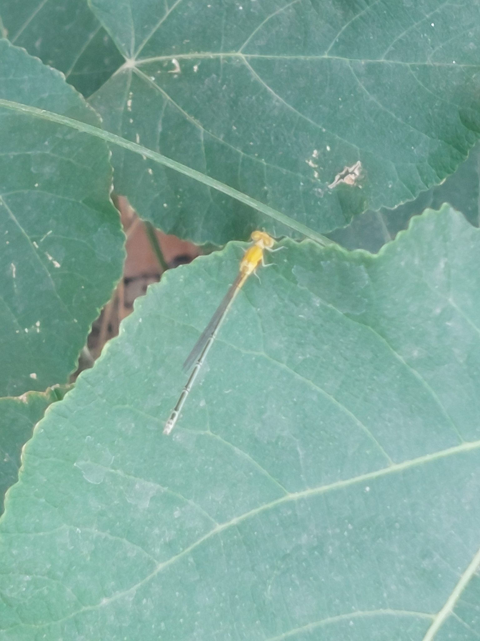 Three-Lined Sprite