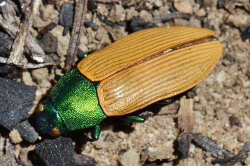 Temognatha bruckii · iNaturalist
