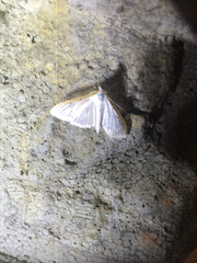 Palpita nigropunctalis