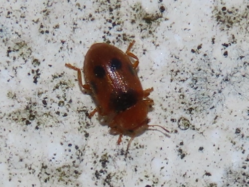 Spotted Marsh Ladybird, Voorschoten, Nederland, photo 6 of 10