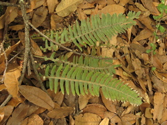 Pleopeltis thyssanolepis
