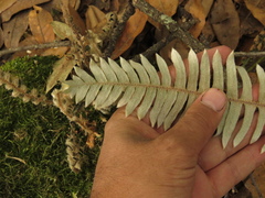 Pleopeltis thyssanolepis