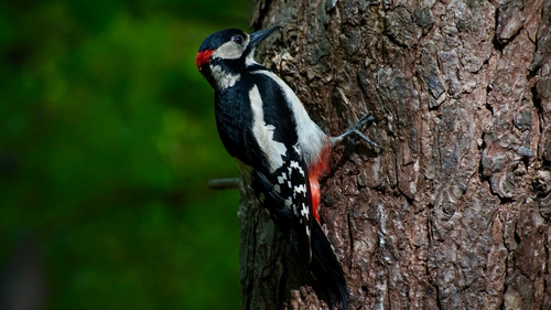 Didysis margasis genys