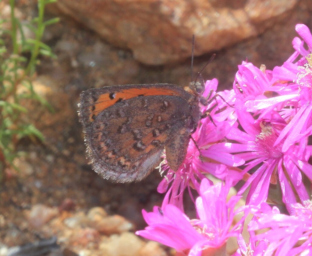 Barkly's copper