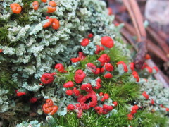 Cladonia incrassata