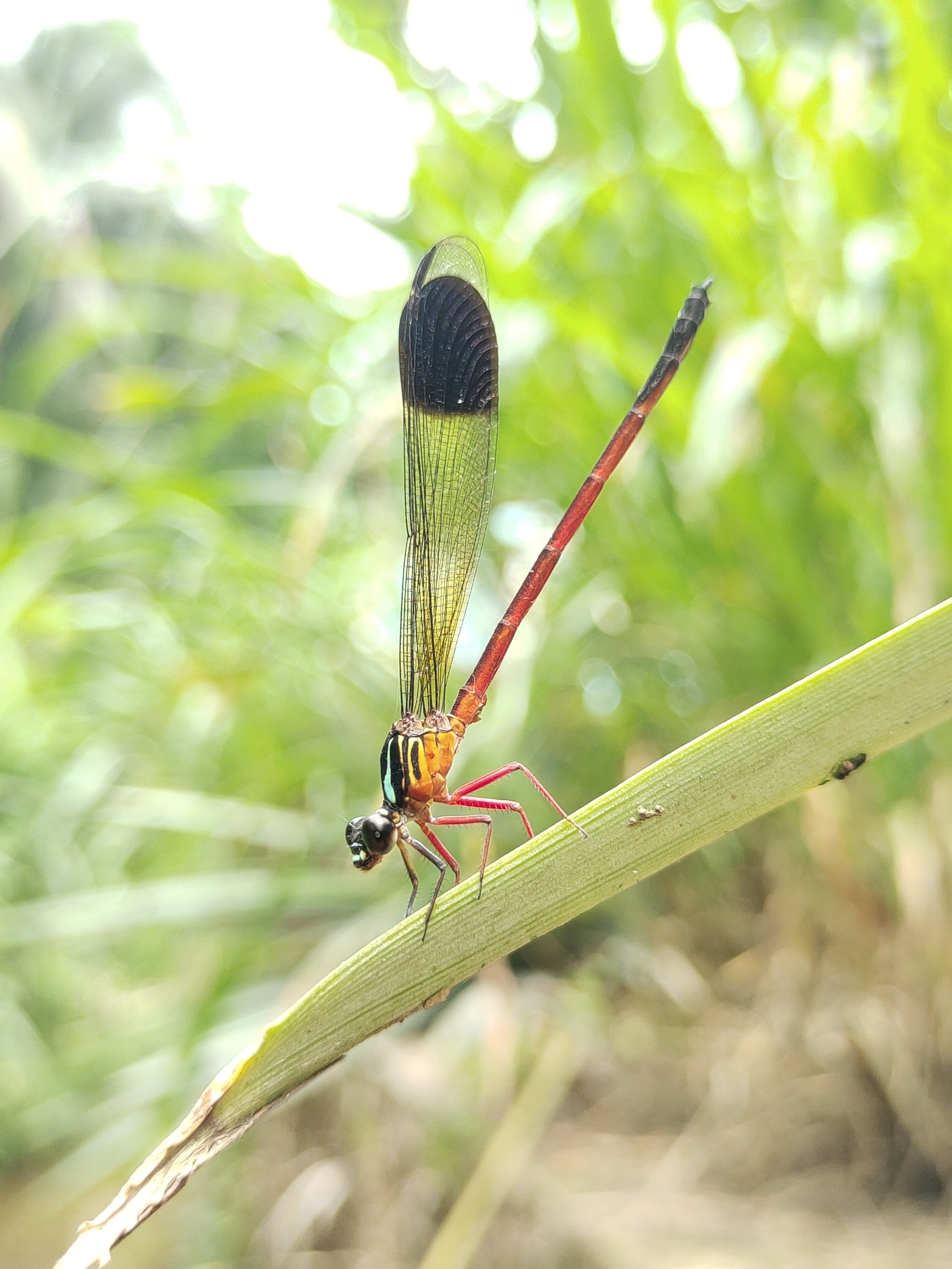Malabar Satinwing