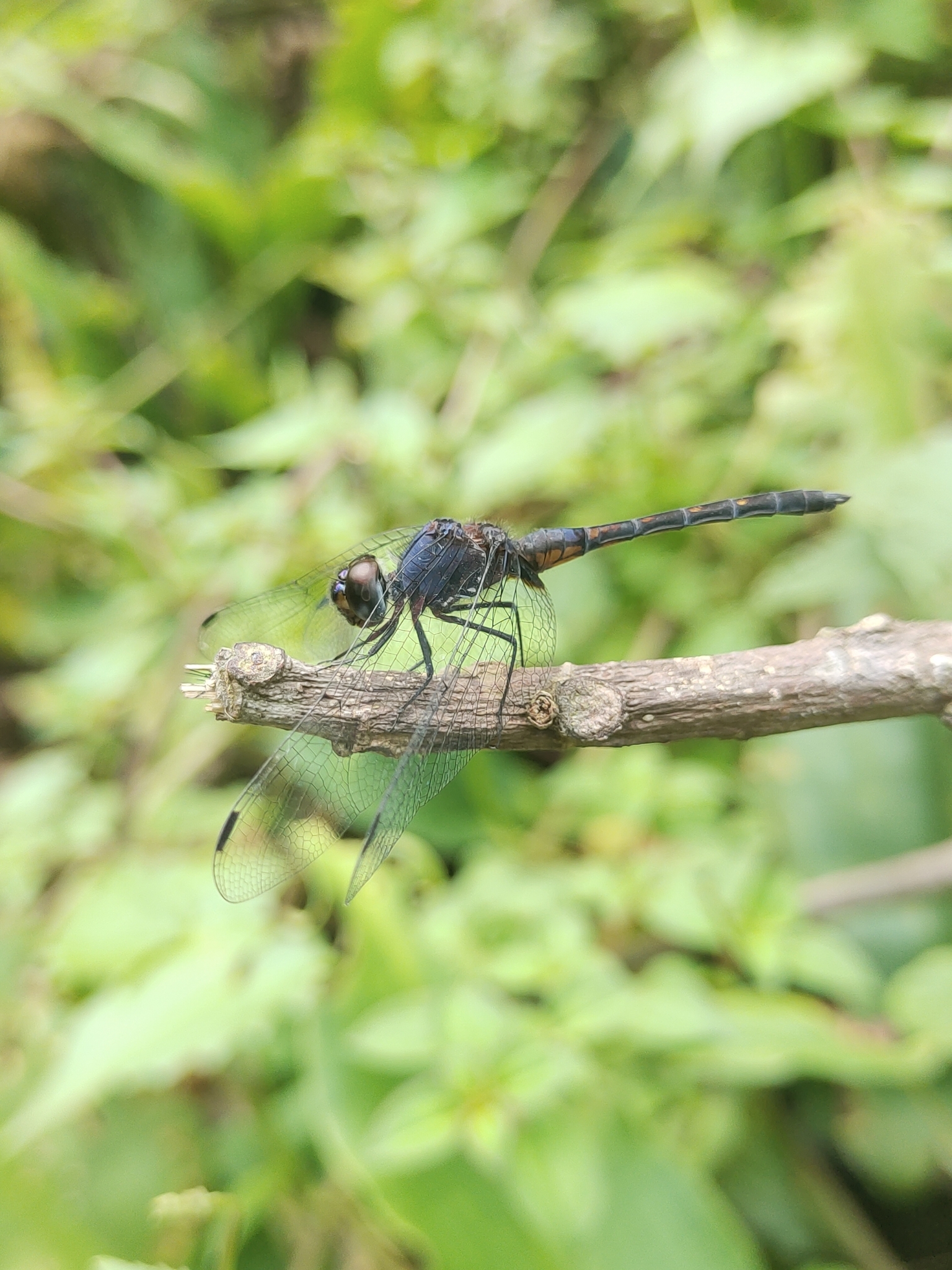 Black Stream Glider