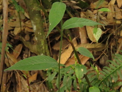 Lepidaploa canescens