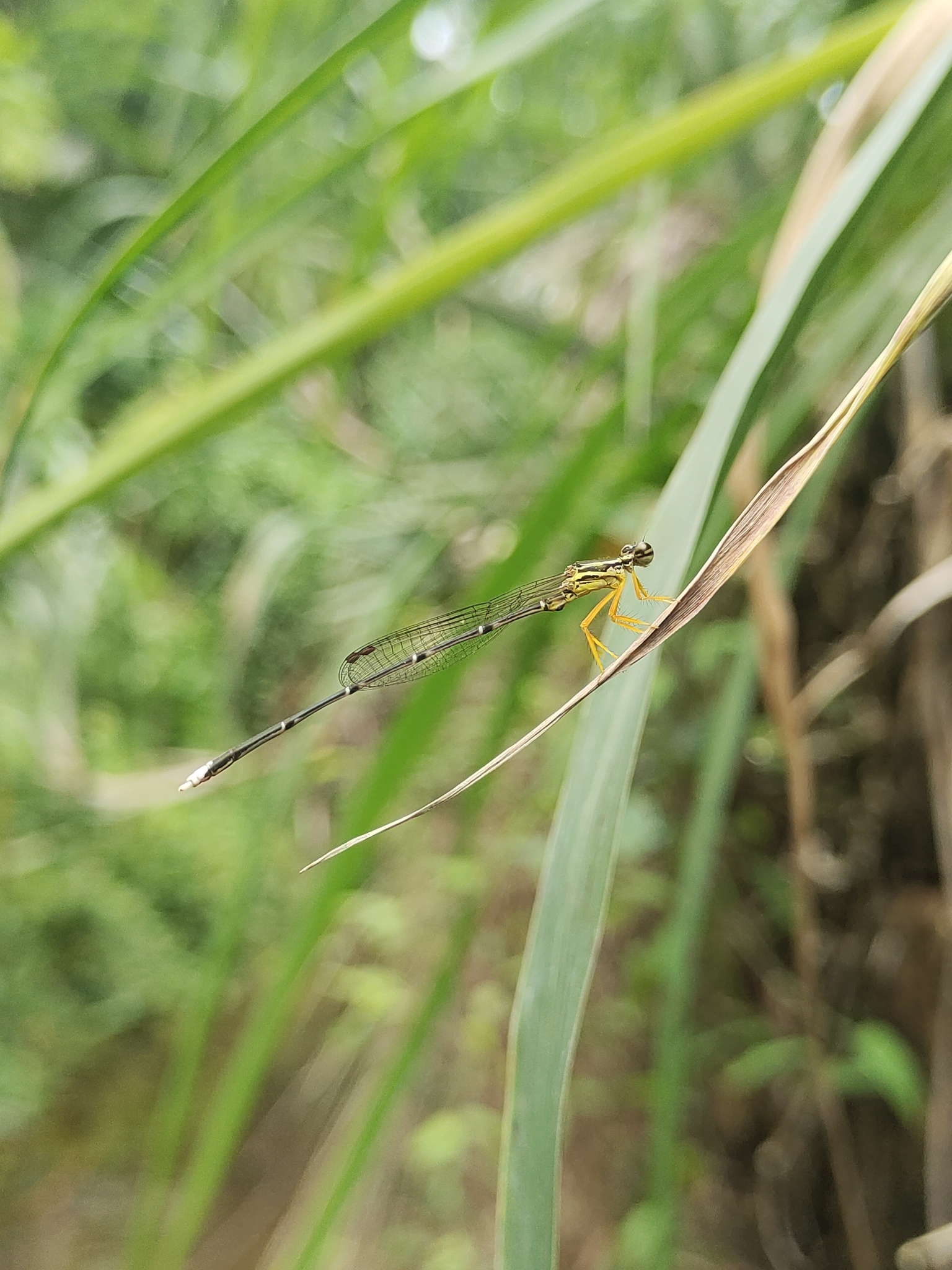 Yellow Featherleg