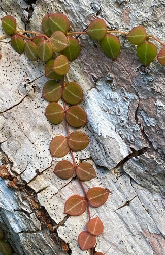 Dischidia ovata observed 2025-03-02
