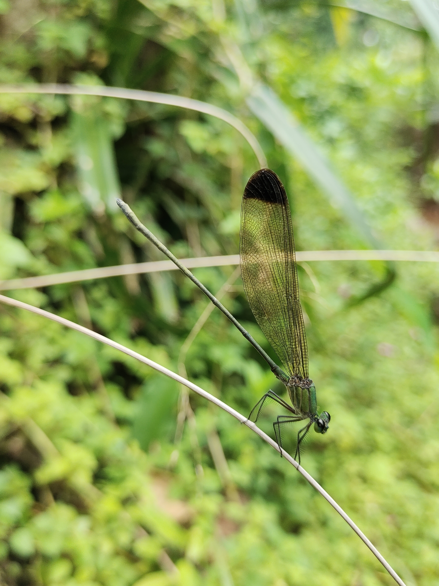 Black-Tip Flashwing