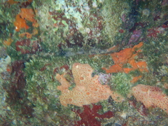 Hemimycale columella