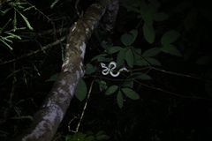 Tropidolaemus subannulatus