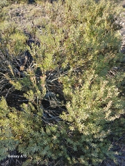 Leucadendron cinereum