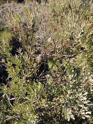Leucadendron cinereum, photograph 2