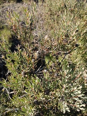 Leucadendron cinereum, photograph author not stated, no rights reserved