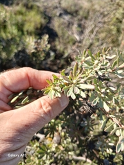 Leucadendron cinereum, photograph author not stated, no rights reserved