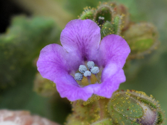 Phacelia pachyphylla