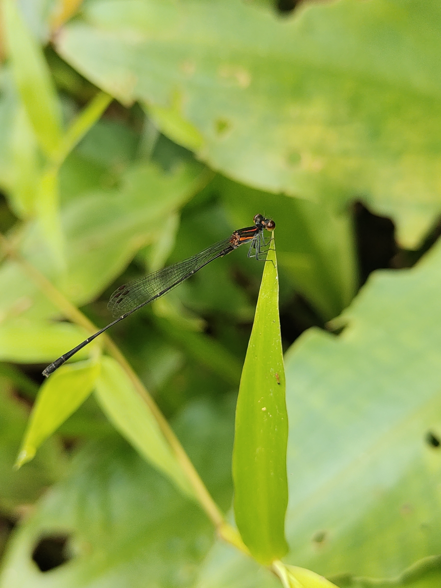 Orange-Striped Threadtail