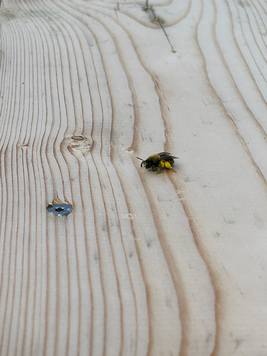 Clark's Mining Bee, Kollumerpomp, photo 7 of 10