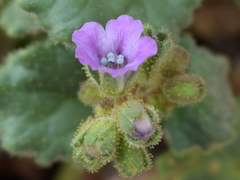 Phacelia pachyphylla