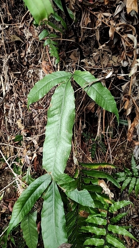 Tectaria harlandii (Tectaria harlandii)