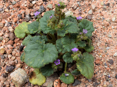 Phacelia pachyphylla