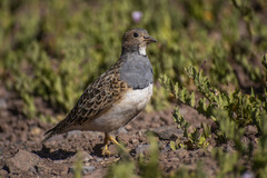 Gray-Breasted Seedsnipe photo 2