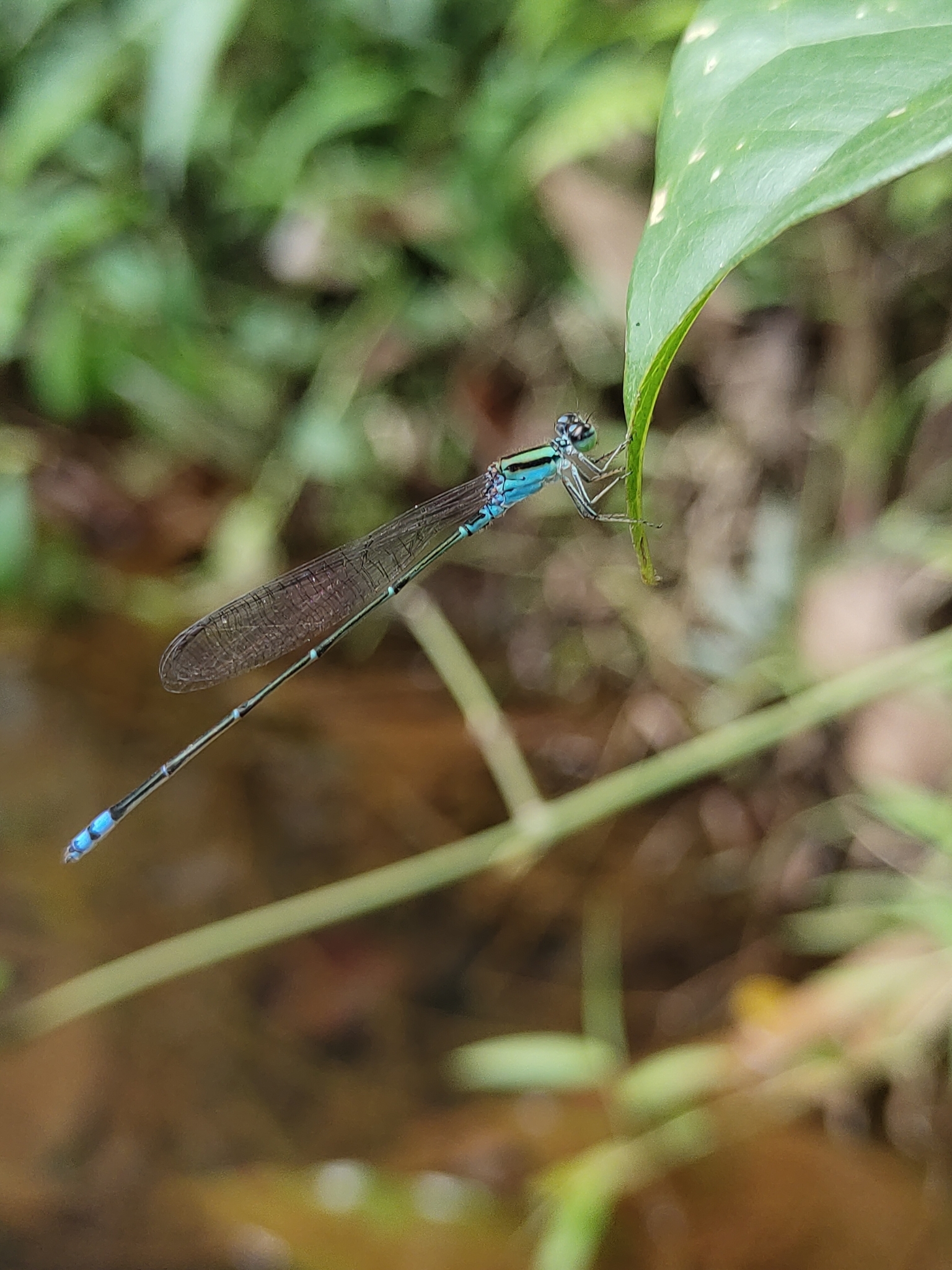 Yellow-Striped Sprite