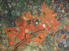 Spirastrella cunctatrix