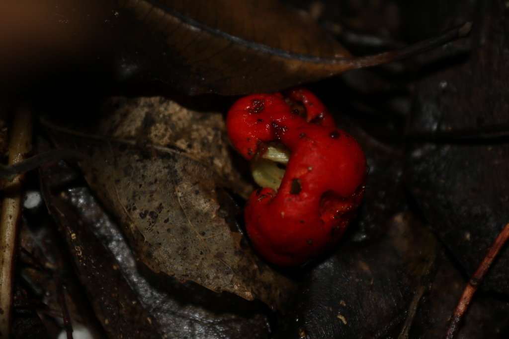 Leratiomyces erythrocephalus · April 2025 · photo: © jupal04 (iNaturalist, cc-by)