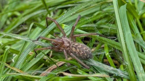 Giant House Spider, 2022 BB Haarlem, Netherlands, photo 10 of 10