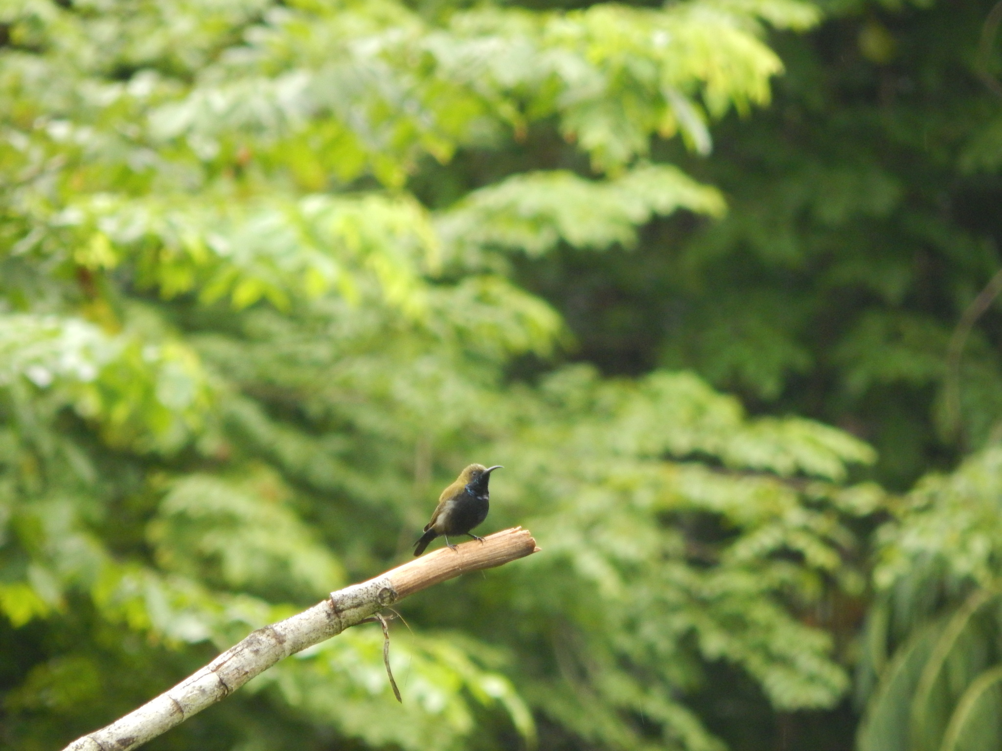 Mamberamo Sunbird illustration