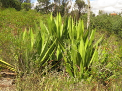 Furcraea cabuya